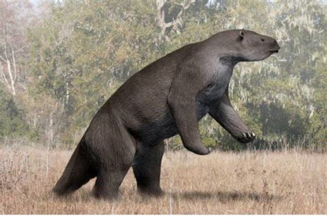 giantslot|Megatherium: The Giant Sloth Said To Still Roam The .